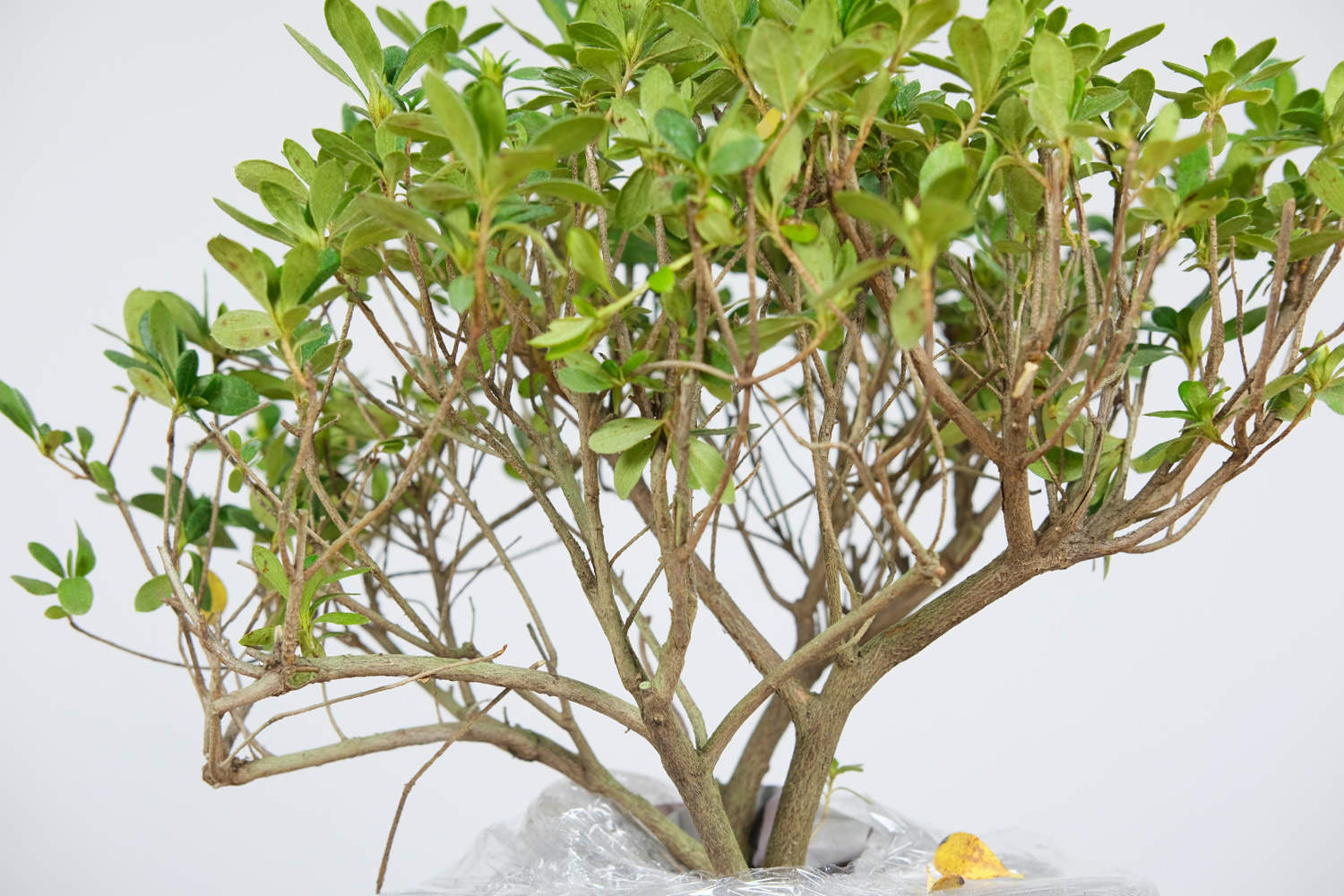 杜鹃花烂根怎么办