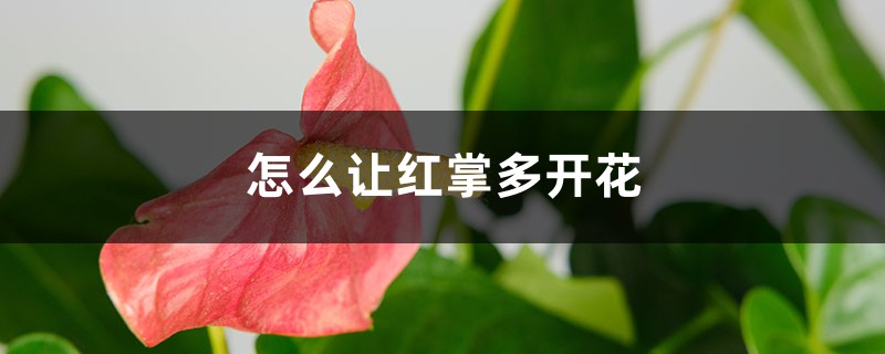 红掌