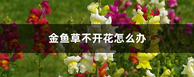 金鱼草