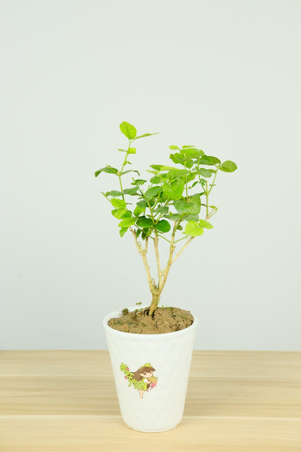 家里种茉莉不吉利