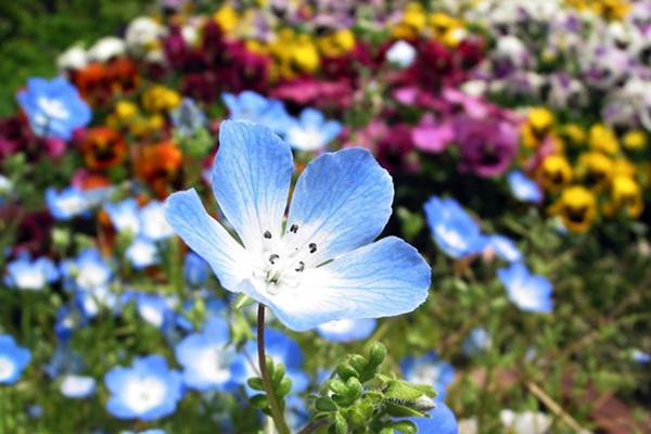 幌菊