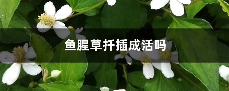 鱼腥草