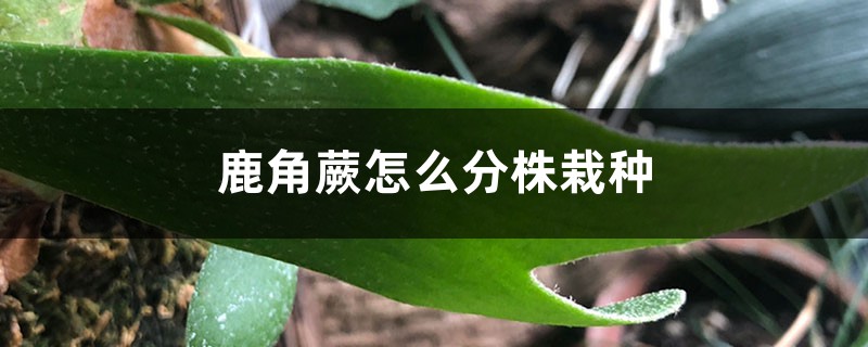 鹿角蕨