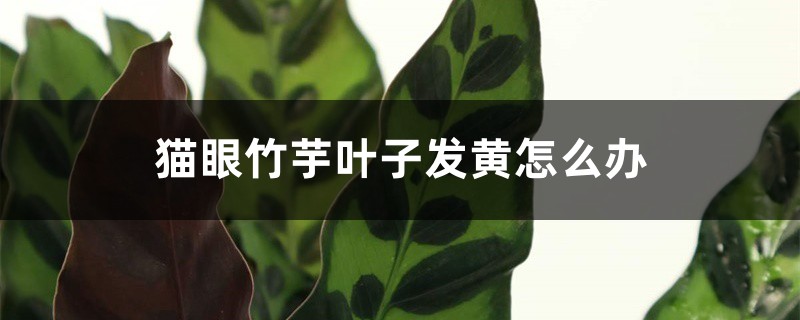 猫眼竹芋