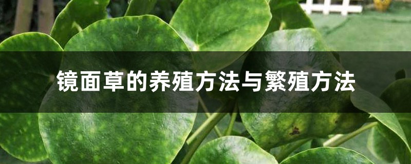 镜面草