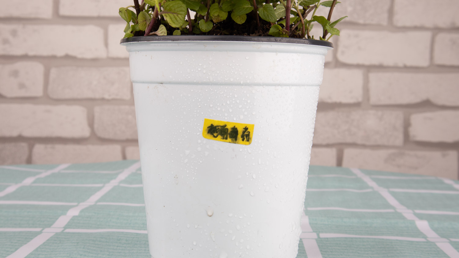 薄荷烂根是怎么回事