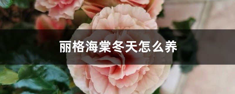 丽格海棠