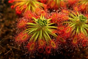茅膏菜