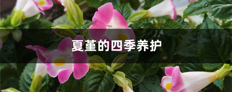 夏堇