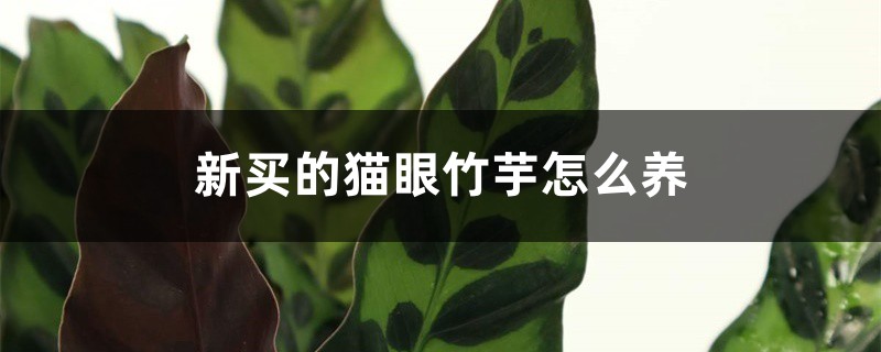 猫眼竹芋