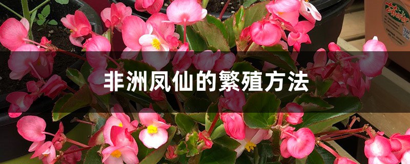 非洲凤仙