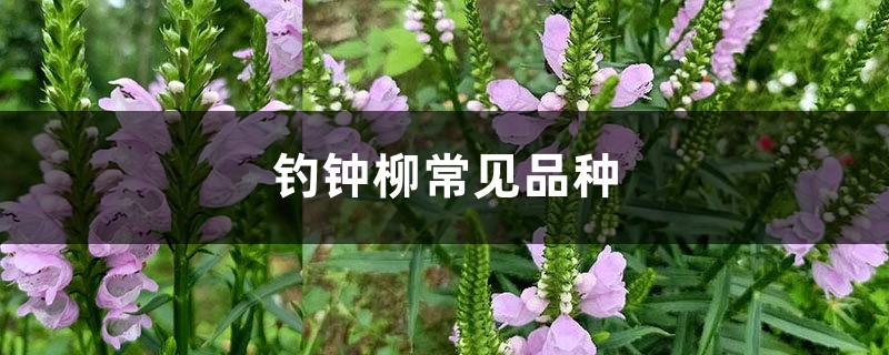 钓钟柳