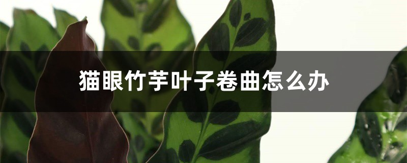 猫眼竹芋