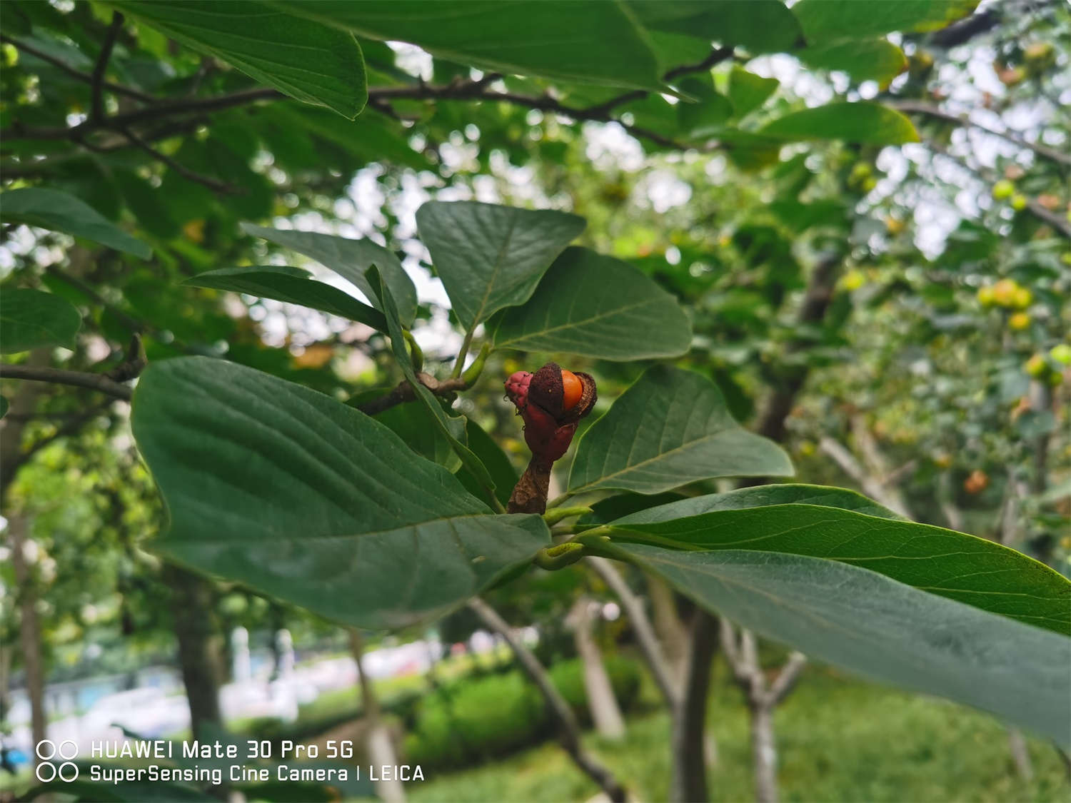 黄山适合养什么花，市花和市树是什么
