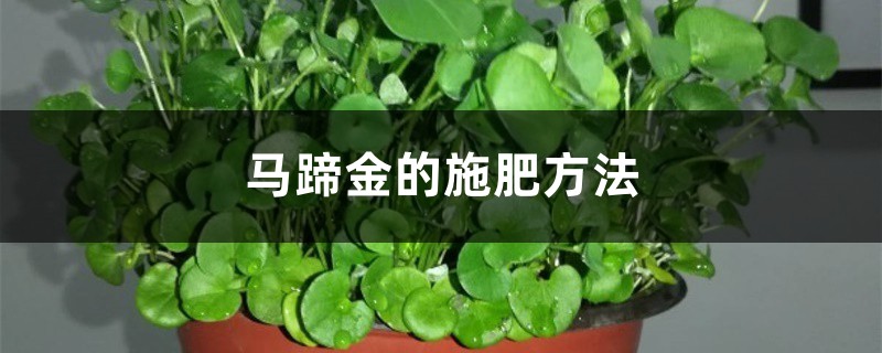 马蹄金