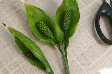一帆风顺出现绿花怎么回事，怎么处理
