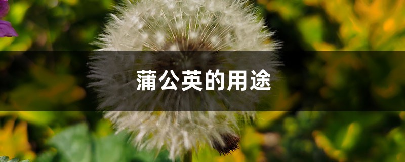 蒲公英