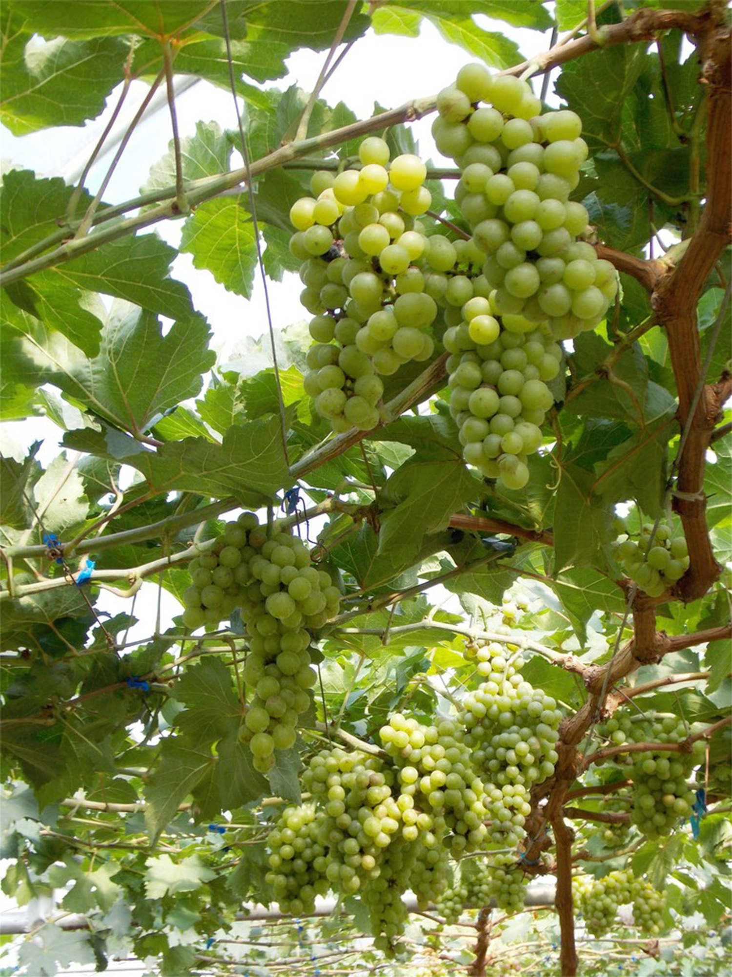 阳光玫瑰无核处理配方
