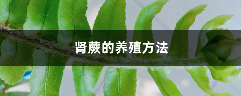 肾蕨