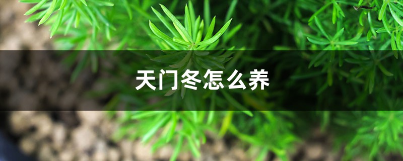 天门冬