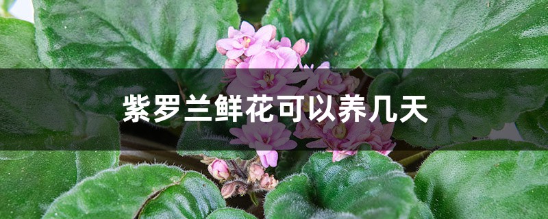 紫罗兰