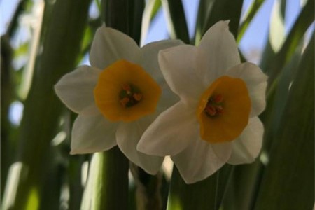 水仙花光长叶不开花怎么办，不开花是什么原因