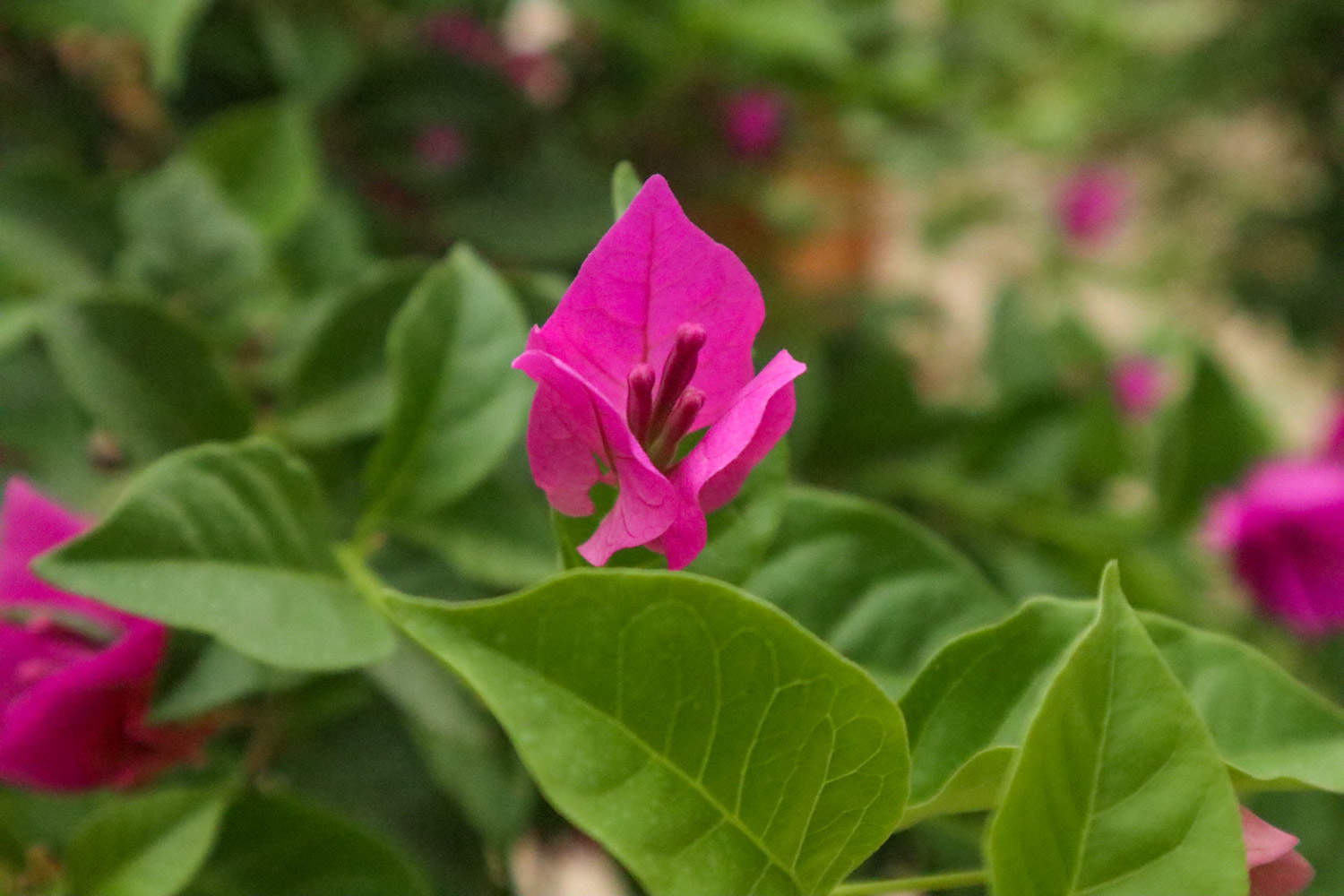 厦门适合养什么花，市花和市树是什么